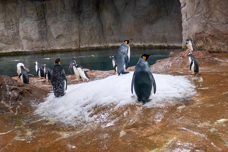Königspinuine und Eselspinguine am 8. Oktober 2022 im Pinguin-Haus im Grünen Zoo Wuppertal