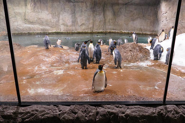 Brütender Königspinguin (Mitte vorn) am 23. Januar 2023 im Pinguin-Haus im Wuppertaler Zoo