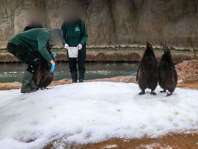 Fütterung der Königspinguin-Jungtiere am 2. Februar 2024 im Pinguin-Haus im Grünen Zoo Wuppertal