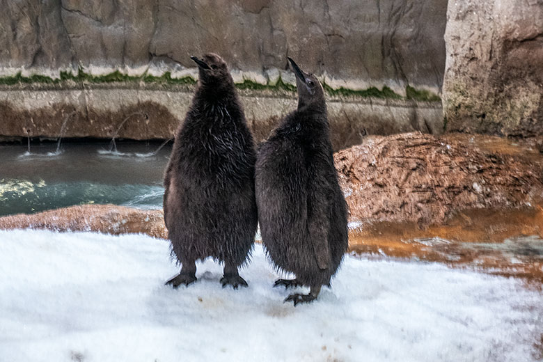 Zwei der drei Königspinguin-Jungtiere am 2. Februar 2024 im Pinguin-Haus im Zoologischen Garten Wuppertal
