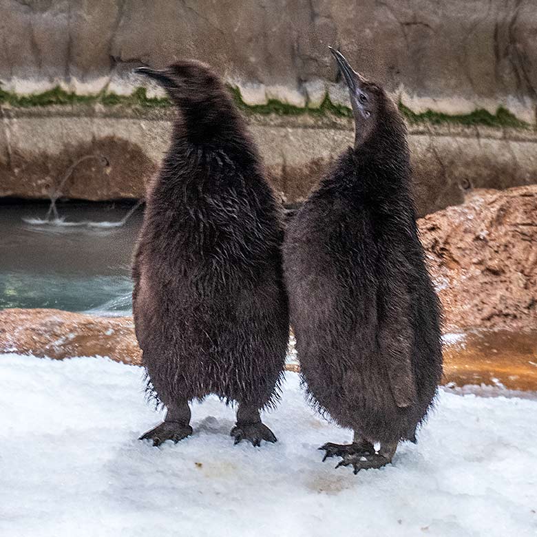 Zwei der drei Königspinguin-Jungtiere am 2. Februar 2024 im Pinguin-Haus im Zoo Wuppertal