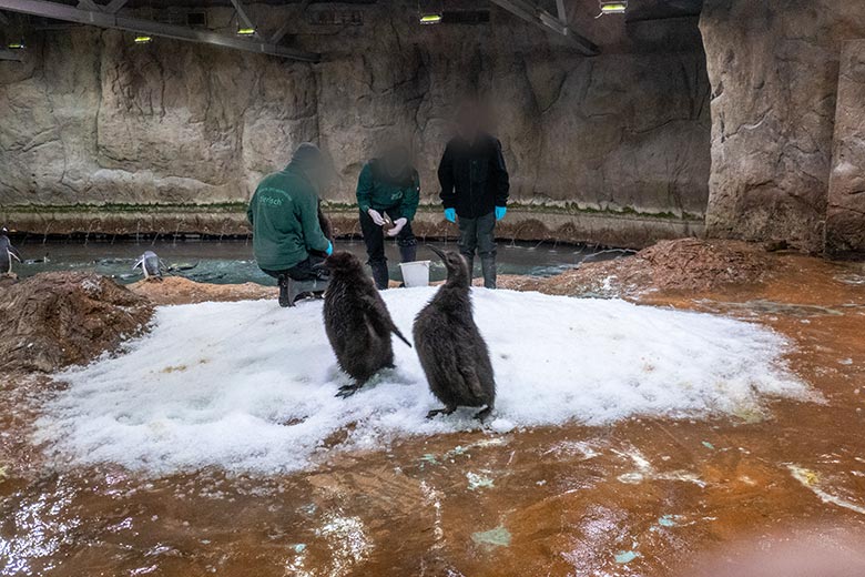 Fütterung der Königspinguin-Jungtiere am 2. Februar 2024 im Pinguin-Haus im Wuppertaler Zoo