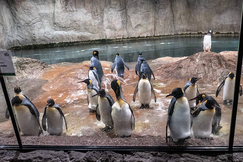 Königspinguine am 25. Juni 2024 im Pinguin-Haus im Grünen Zoo Wuppertal