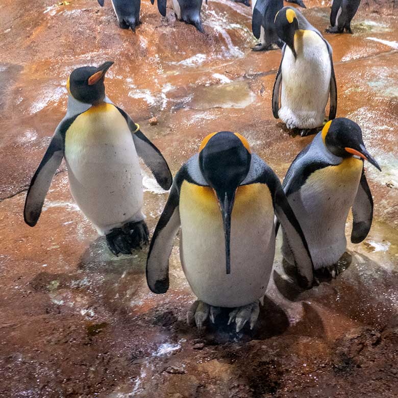 Weiblicher Königspinguin SWANTJE (vorn links), männlicher Königspinguin ORLANDO (vorn Mitte) und weiblicher Königspinguin SISSY (vorn rechts) am 25. Juni 2024 im Pinguin-Haus im Wuppertaler Zoo