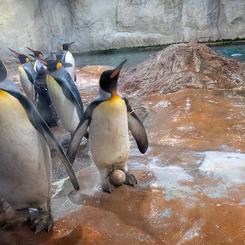Weiblicher Königspinguin SWANTJE mit Ei am 22. Juli 2024 im Pinguin-Haus im Wuppertaler Zoo