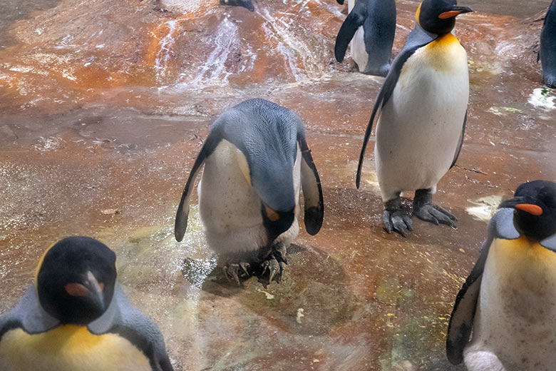 Weiblicher Königspinguin EMMA mit dem am 7. August 2024 geschlüpften Königspinguin-Küken am 8. August 2024 im Pinguin-Haus im Grünen Zoo Wuppertal
