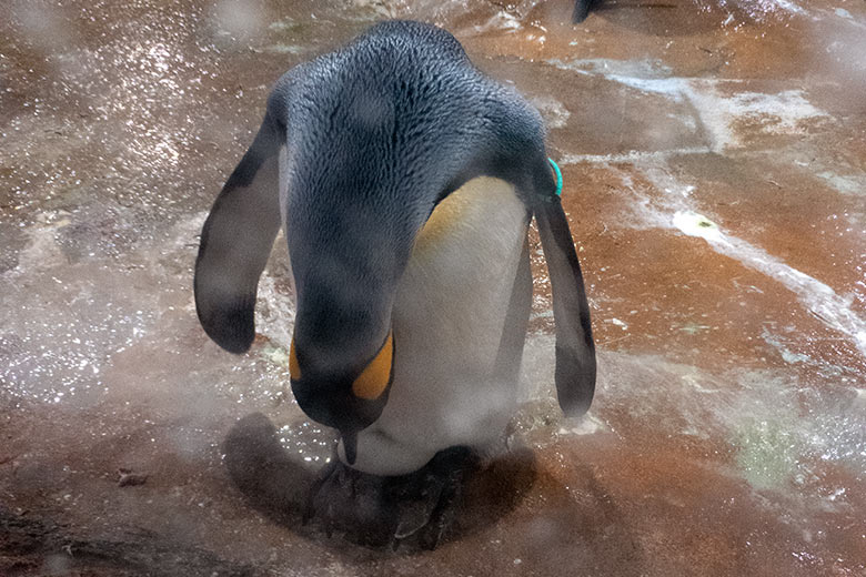 Weiblicher Königspinguin PEPPER mit Ei am 16. August 2024 im Pinguin-Haus im Grünen Zoo Wuppertal