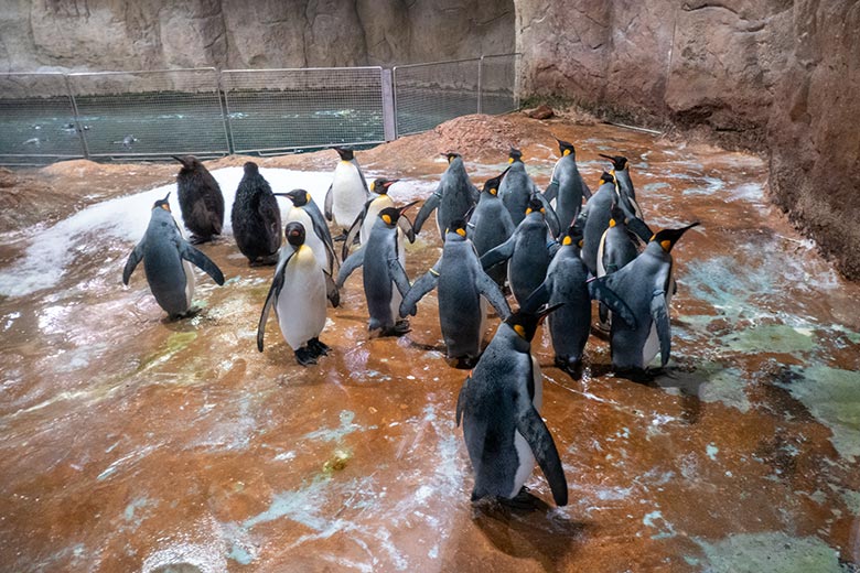 Die seinerzeit noch zwanzig Königspinguine am 6. Februar 2025 im Pinguin-Haus im Grünen Zoo Wuppertal
