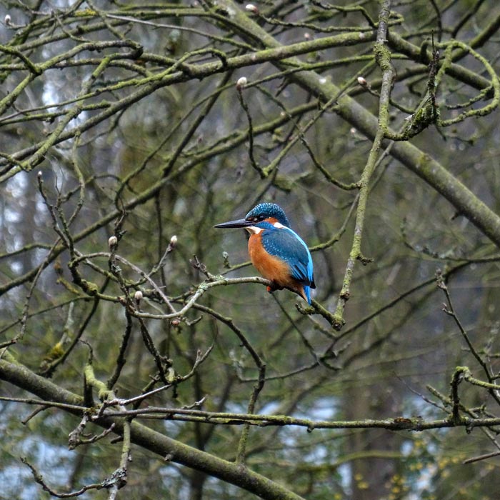 Eisvogel im Wuppertaler Zoo im April 2015