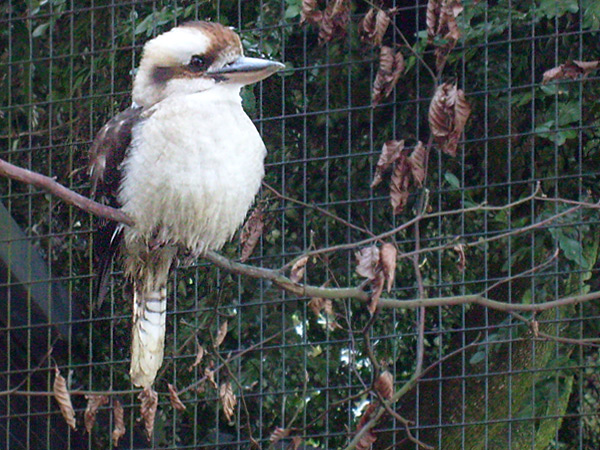Lachender Hans im Wuppertaler Zoo im Januar 2009