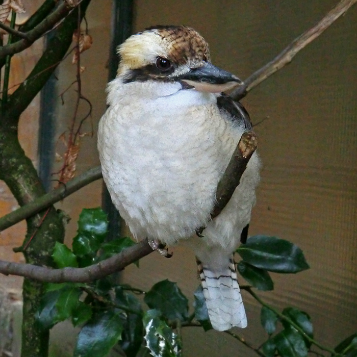 Lachender Hans im Wuppertaler Zoo im November 2012