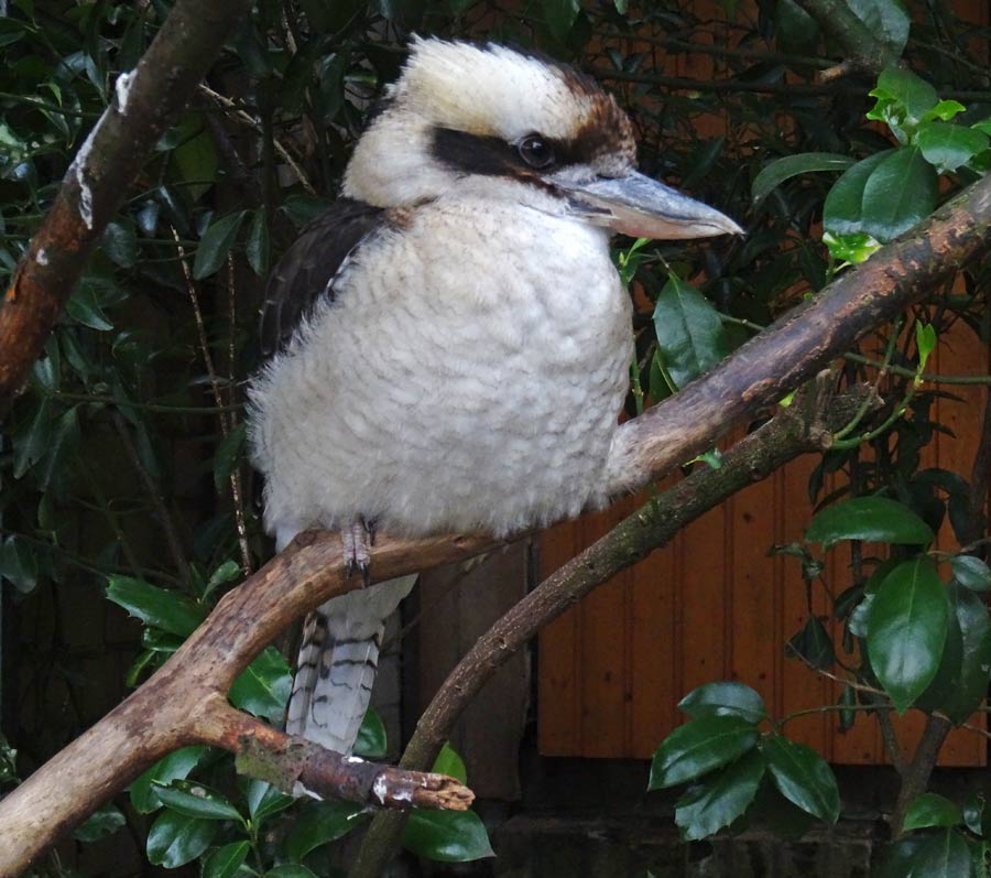 Lachender Hans im Zoologischen Garten Wuppertal im Dezember 2015