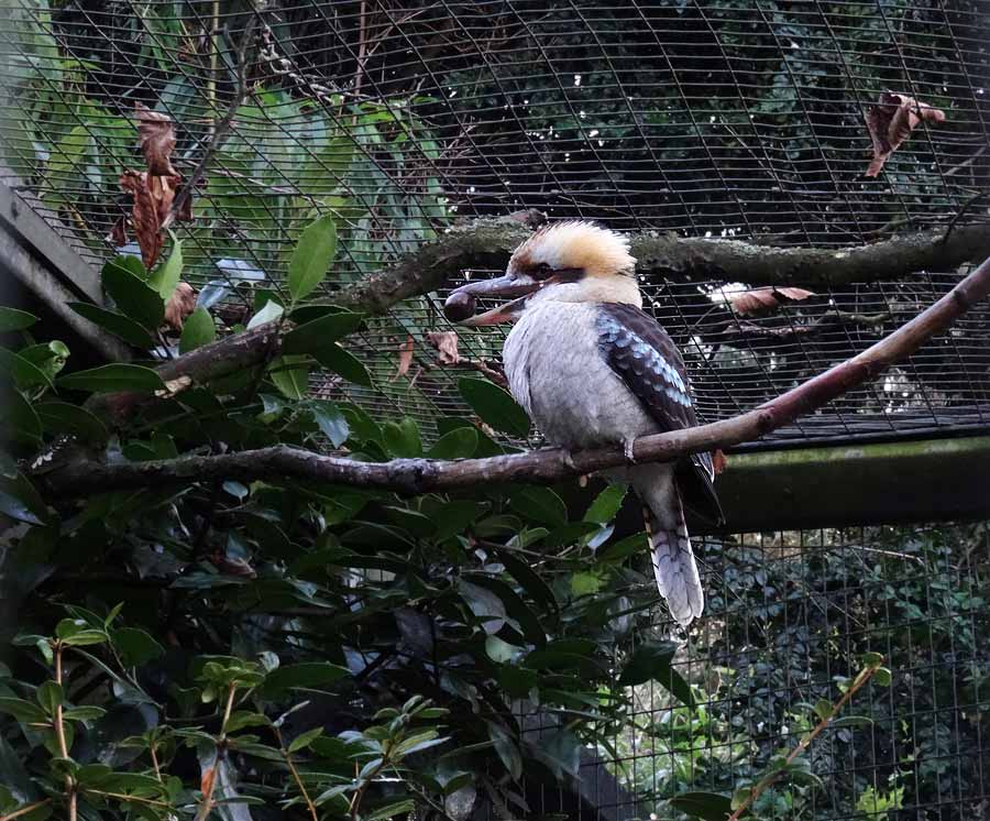 Lachender Hans im Zoologischen Garten Wuppertal im Dezember 2015