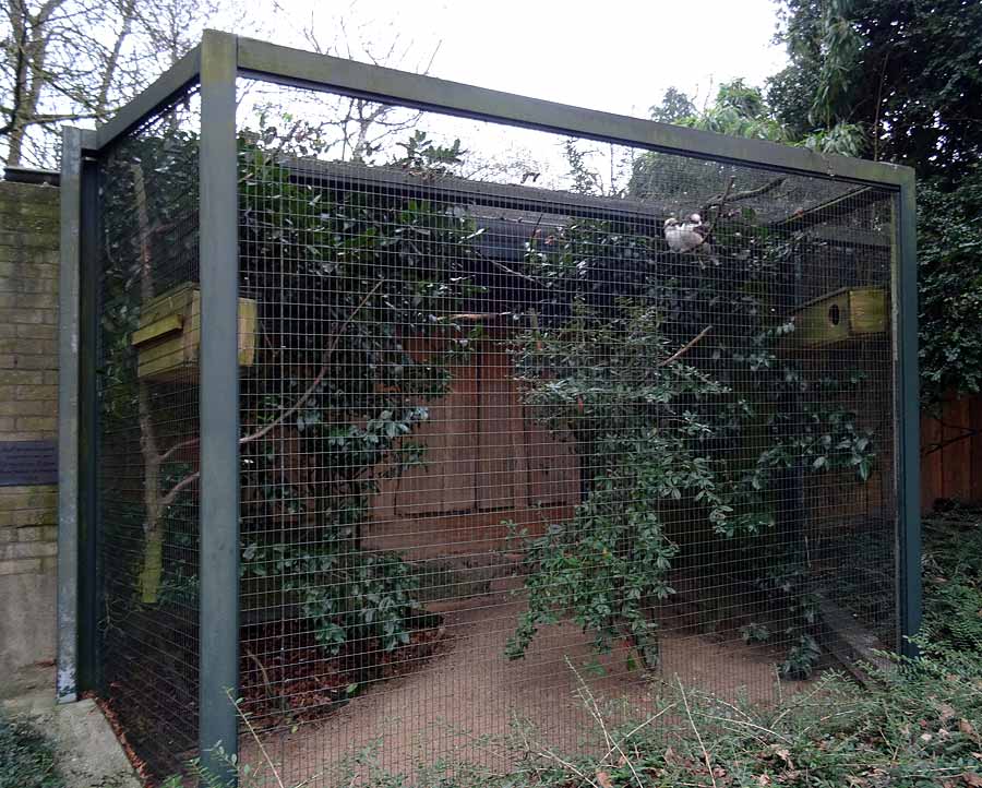 Lachender Hans im Zoo Wuppertal im Dezember 2015