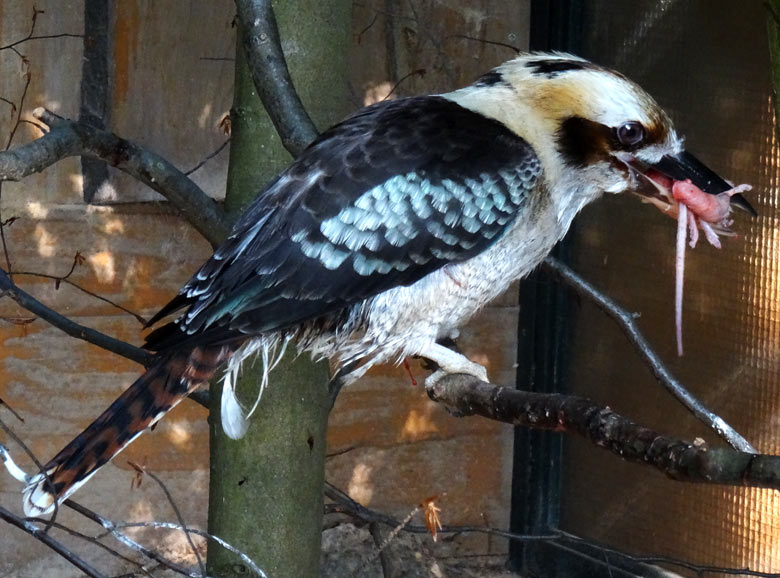 Jägerliest mit Futter im Schnabel am 27. Mai 2016 in der Madagaskarvoliere im Wuppertaler Zoo