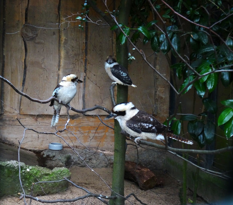 Jägerliest-Paar am 26. Juni 2016 mit Jungvogel im Grünen Zoo Wuppertal (Mutter links, Vater rechts, Jungvogel hinten)