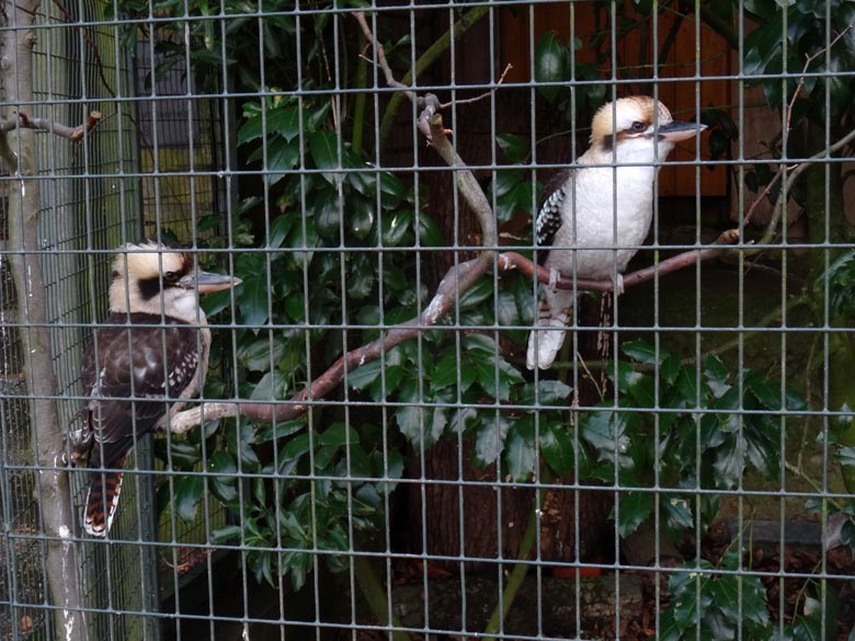 Jägerliest-Paar am 2. Februar 2017 in der Madagaskar-Voliere im Grünen Zoo Wuppertal