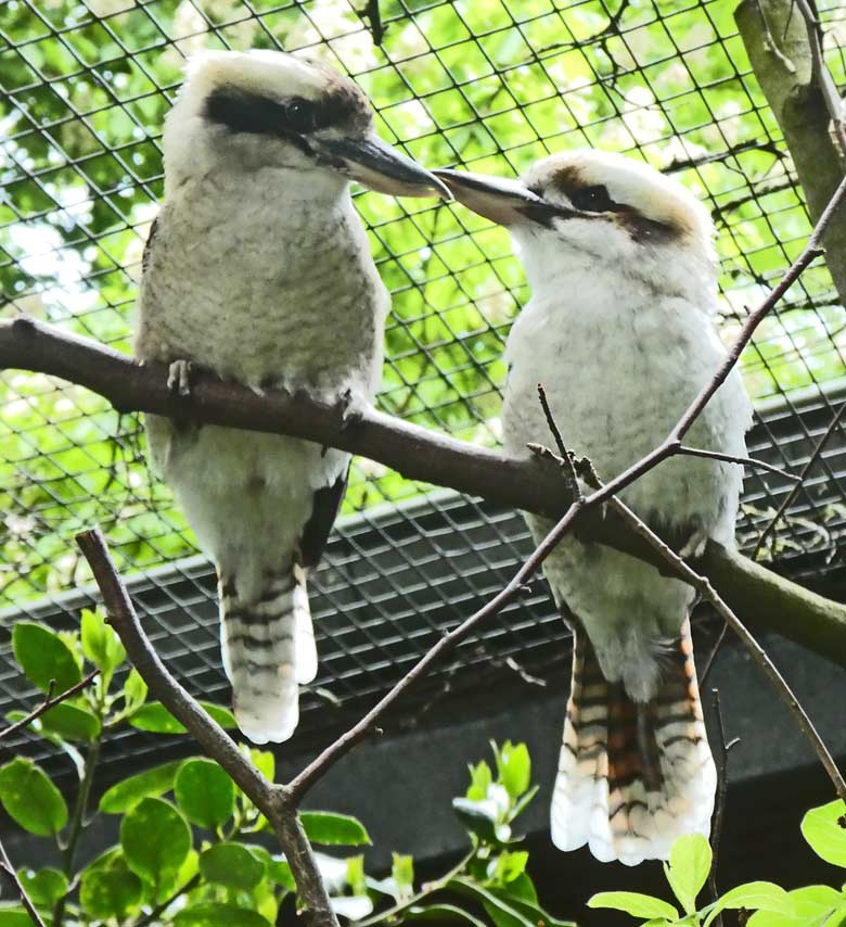 Jägerliest-Paar am 29. April 2018 in der Madagaskar-Voliere im Grünen Zoo Wuppertal