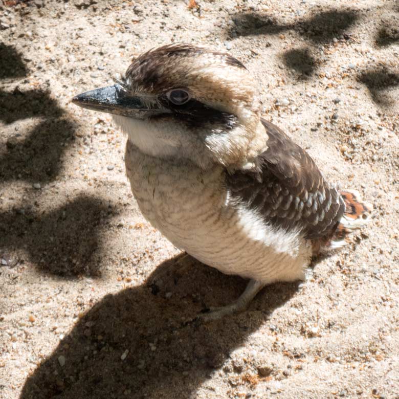 Jägerliest-Jungvogel am 7. Juli 2018 in der Madagaskar-Voliere im Zoo Wuppertal