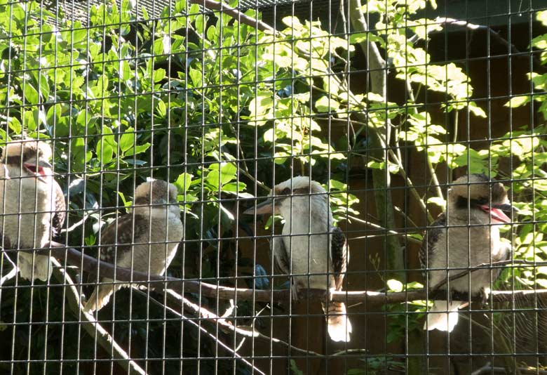 Vier Jägerlieste am 15. Juli 2018 in der Madagaskar-Voliere im Wuppertaler Zoo