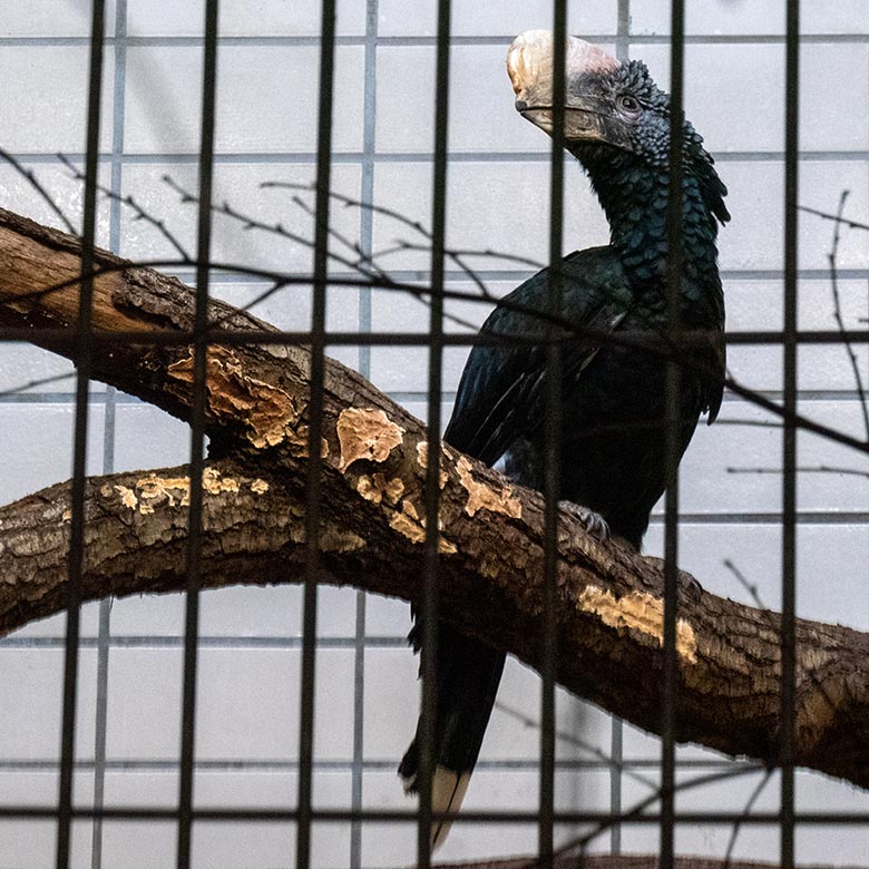 Silberwangen-Hornvogel am 3. April 2025 im Großkatzen-Haus im Wuppertaler Zoo