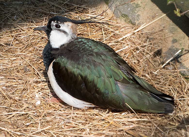 Kiebitz am 15. April 2019 in der Außenvoliere am Vogel-Haus im Zoo Wuppertal