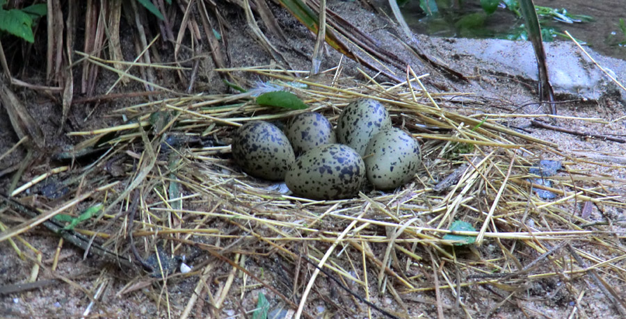 Säbelschnäbler-Nest mit fünf Eier im Zoo Wuppertal am 3. Mai 2012