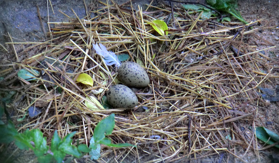 Säbelschnäbler-Nest mit zwei Eier im Zoo Wuppertal am 3. Mai 2012