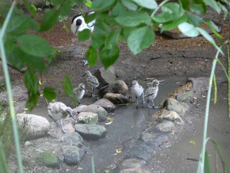 Säbelschnäbler mit Jungtieren am 4. Juni 2017 in der Voliere am Vogelhaus im Wuppertaler Zoo. Hinten in den Blättern ein Altvogel, links ein etwas älteres Jungtier und rechts vier wenige Tage alte Jungvögel