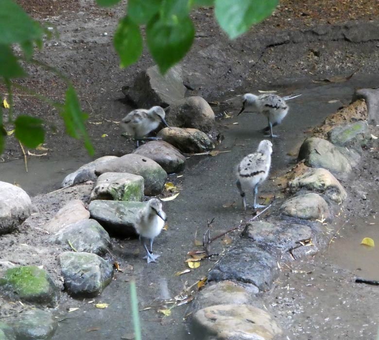 Vier Säbelschnäbler-Jungvögel am 4. Juni 2017 in der Voliere am Vogelhaus im Grünen Zoo Wuppertal. Alle Jungtiere wurden bereits beringt