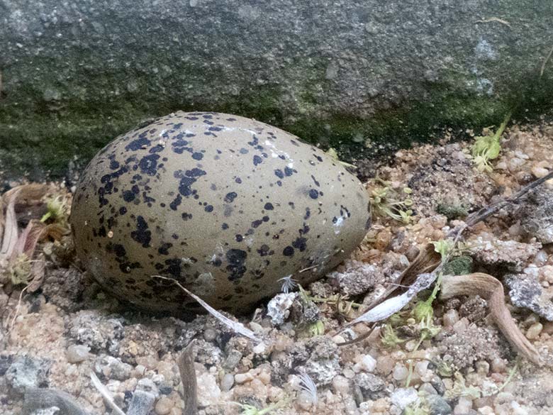 Säbelschnäbler-Ei am 20. Mai 2020 in einer Außenvoliere am Vogel-Haus im Zoologischen Garten der Stadt Wuppertal