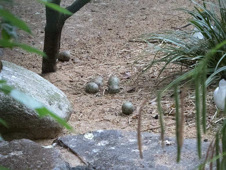 Sieben Säbelschnäbler-Eier am 22. Mai 2020 in einer Außenvoliere am Vogel-Haus im Wuppertaler Zoo
