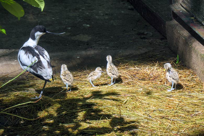 Säbelschnäbler mit Küken am 16. Mai 2021 in der linken Außenvoliere am Vogel-Haus im Grünen Zoo Wuppertal