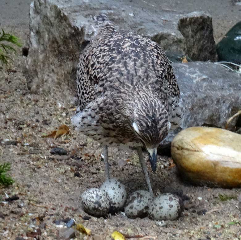 Kaptriel mit vier Eiern im Bodennest am 28. Mai 2017 im Zoo Wuppertal