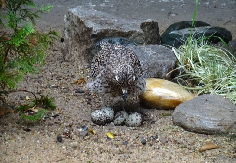 Kaptriel mit vier Eiern im Bodennest am 28. Mai 2017 im Wuppertaler Zoo