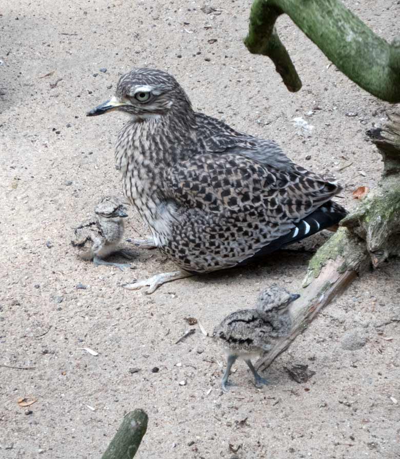 Kaptriel mit Jungtieren am 1. August 2018 in der Außenvoliere am Vogelhaus im Zoologischen Garten Wuppertal