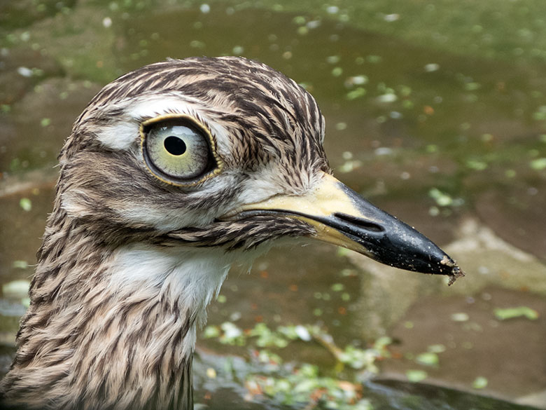 Kaptriel am 3. Juni 2019 in einer Außenvoliere am Vogel-Haus im Wuppertaler Zoo