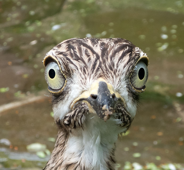 Kaptriel am 3. Juni 2019 in einer Außenvoliere am Vogel-Haus im Zoologischen Garten der Stadt Wuppertal
