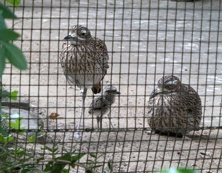 Kaptriel-Jungvogel am 17. Juni 2019 in der Außenvoliere am Vogel-Haus im Wuppertaler Zoo