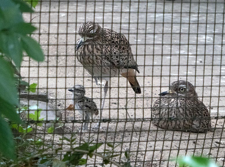 Kaptriel-Paar mit Jungtier am 17. Juni 2019 in der Außenvoliere am Vogel-Haus im Grünen Zoo Wuppertal