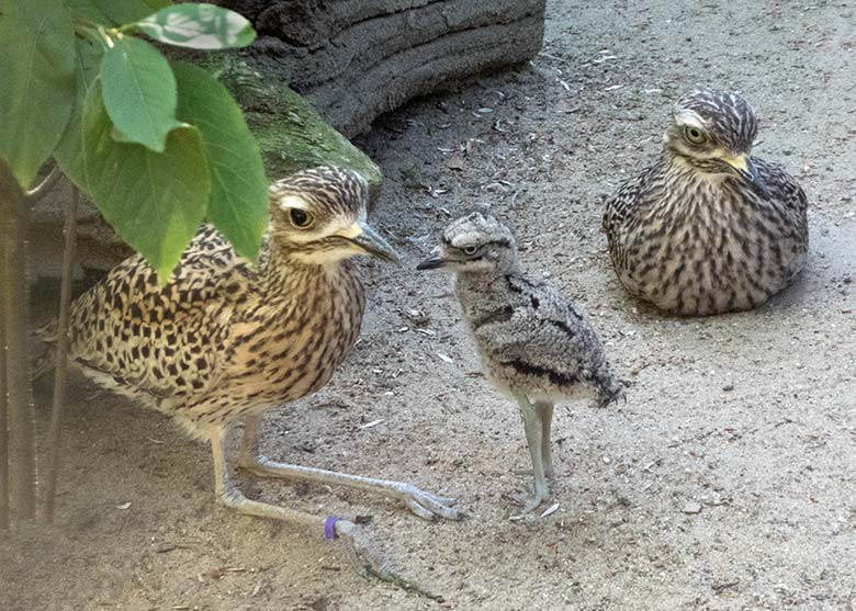 Kaptriel-Paar mit Jungtier am 23. Juni 2019 in der Außenvoliere am Vogel-Haus im Zoologischen Garten Wuppertal