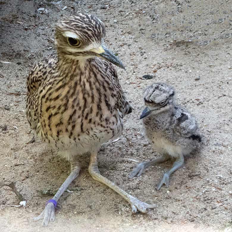 Kaptriel mit Jungtier am 23. Juni 2019 in der Außenvoliere am Vogel-Haus im Zoologischen Garten der Stadt Wuppertal