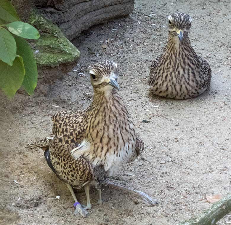 Kaptriel-Paar mit einem zwischen den Beinen versteckten Jungtier am 23. Juni 2019 in der Außenvoliere am Vogel-Haus im Wuppertaler Zoo