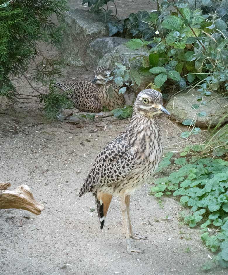 Brütender Kaptriel am 30. August 2019 in der Außenvoliere am Vogel-Haus im Zoologischen Garten Wuppertal