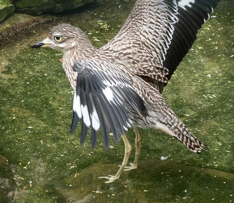 Kaptriel am 30. August 2019 im Wasser der Außenvoliere am Vogel-Haus im Grünen Zoo Wuppertal