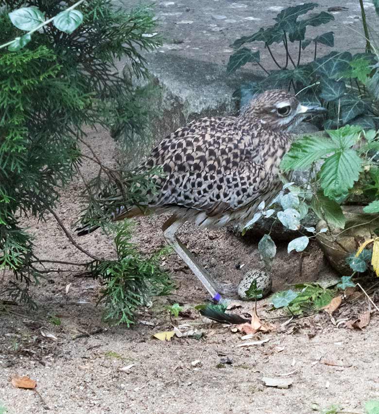 Kaptriel mit einem Ei im Bodennest am 1. September 2019 in der Außenvoliere am Vogel-Haus im Grünen Zoo Wuppertal