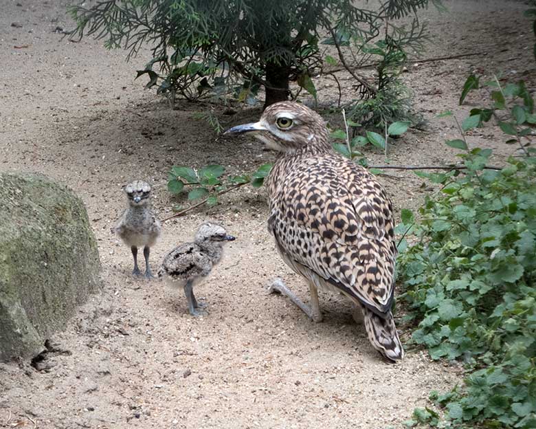 Kaptriel-Weibchen mit zwei Kaptriel-Küken am 3. Juni 2020 in einer Außenvoliere am Vogel-Haus im Wuppertaler Zoo