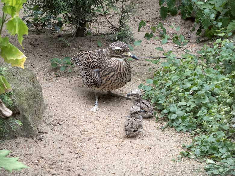 Kaptriel-Weibchen mit zwei Kaptriel-Küken am 3. Juni 2020 in einer Außenvoliere am Vogel-Haus im Grünen Zoo Wuppertal