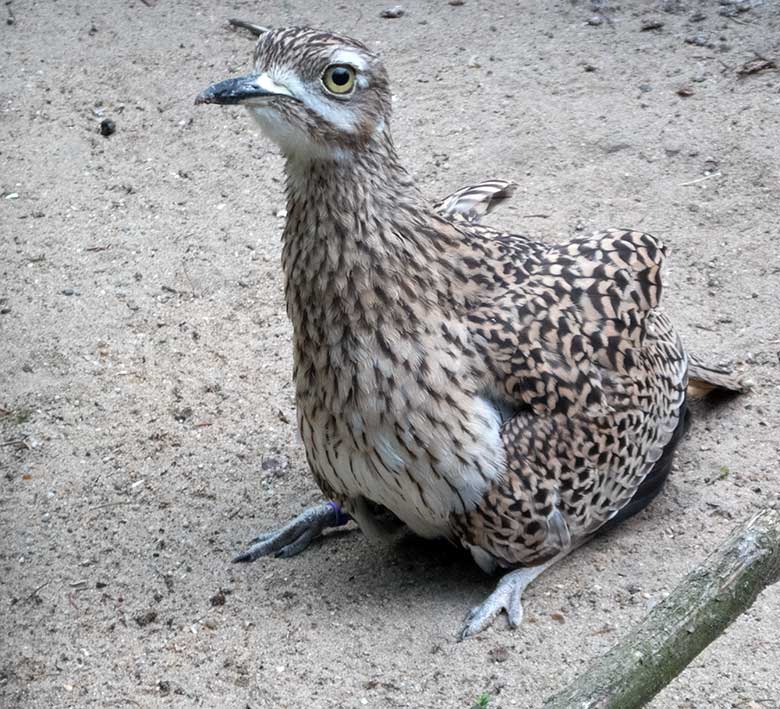 Kaptriel-Weibchen am 3. Juni 2020 in einer Außenvoliere am Vogel-Haus im Zoo Wuppertal