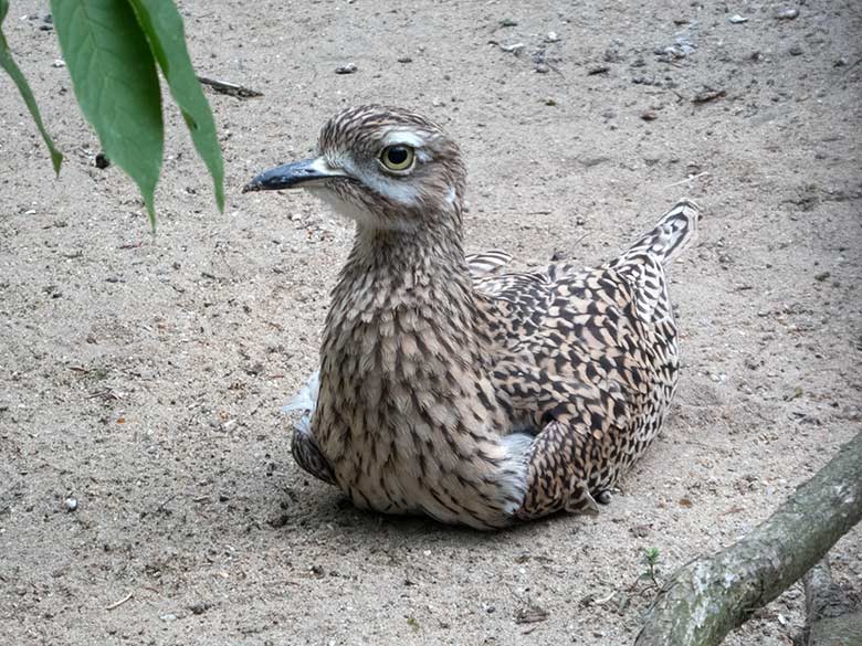 Kaptriel-Weibchen am 3. Juni 2020 in einer Außenvoliere am Vogel-Haus im Wuppertaler Zoo